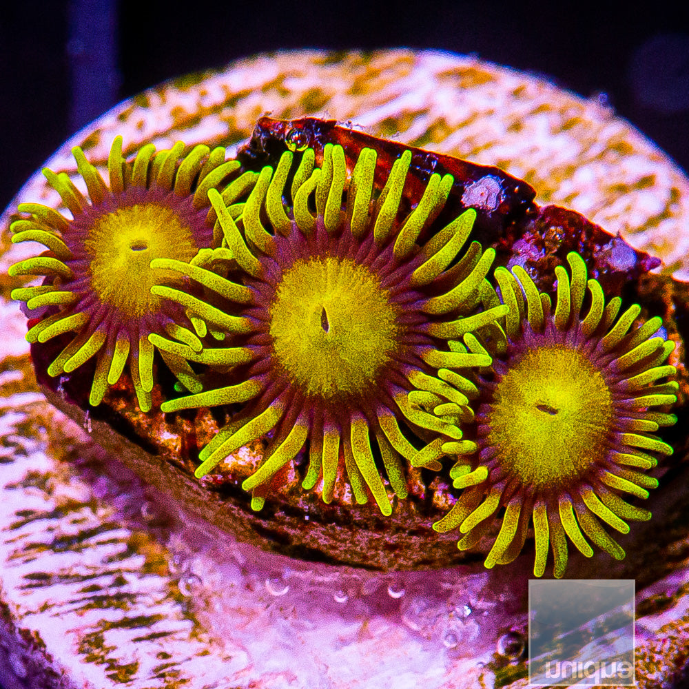 King Midas Zoanthis Frag-WYSIWYG