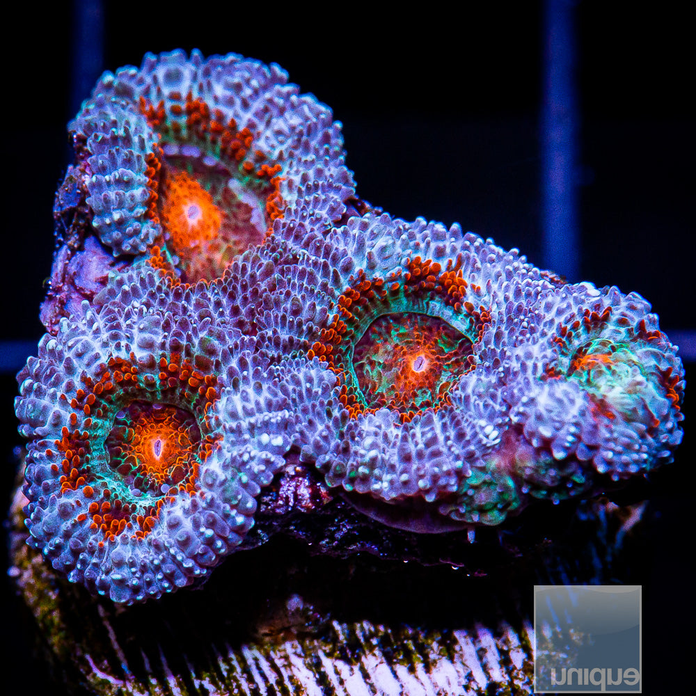 Colorful Acan Lord-WYSIWYG