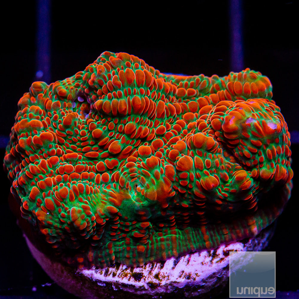 3D Echinophyllia Frag-WYSIWYG