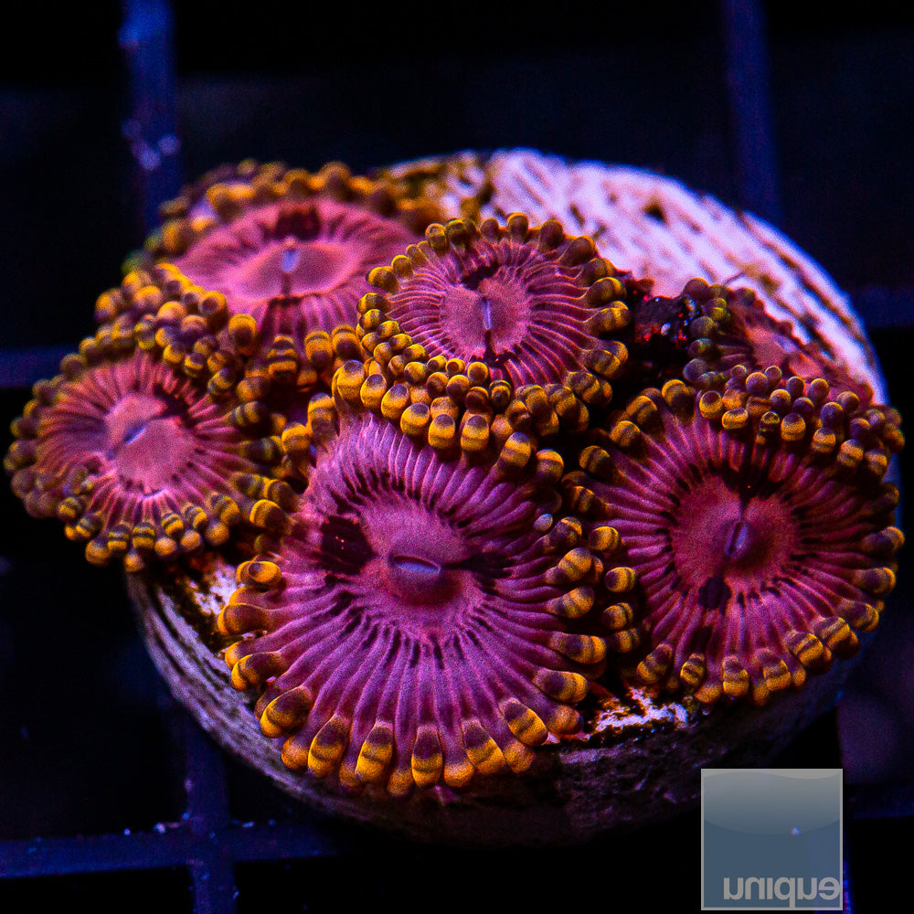 Ultra Zoanthid-WYSIWYG
