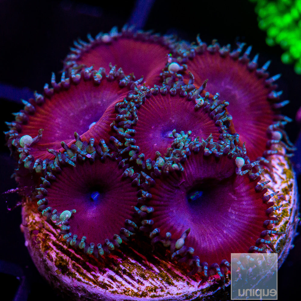 Maroon Palythoa Frag-WYSIWYG