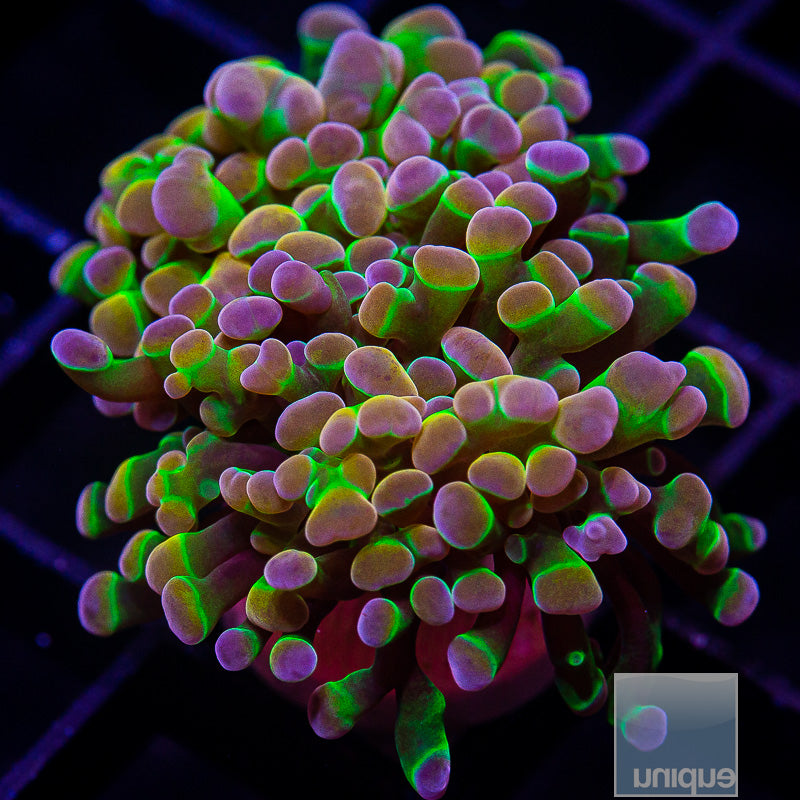 True Unique Corals Hologram Branching Hammer-WYSIWYG