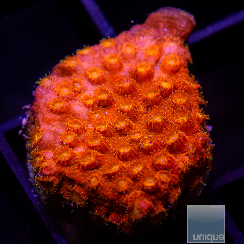 Orange Cyphastrea-WYSIWYG