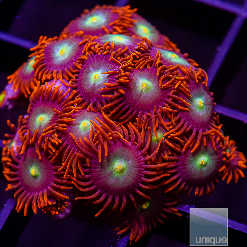 Red Skirt Zoanthid Colony-WYSIWYG