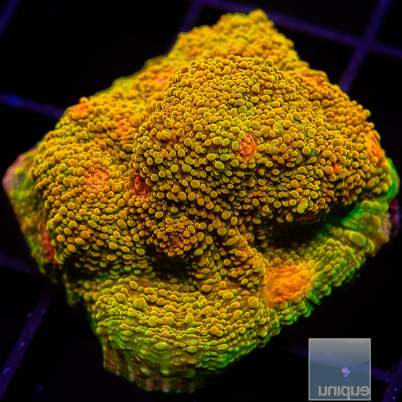 Mummy Eye Chalice-WYSIWYG