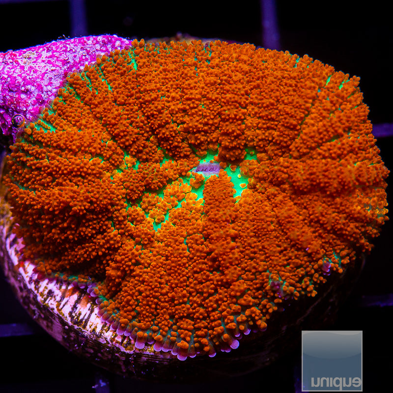 UC Forest Fire Rhodactis-WYSIWYG