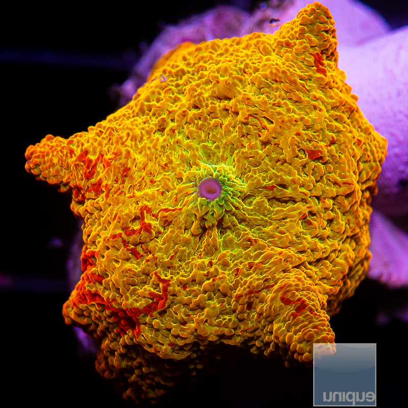 UC Burnt Orange OG Jawbreaker-WYSIWYG