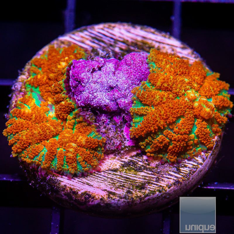 UC Forest Fire Rhodactis-WYSIWYG