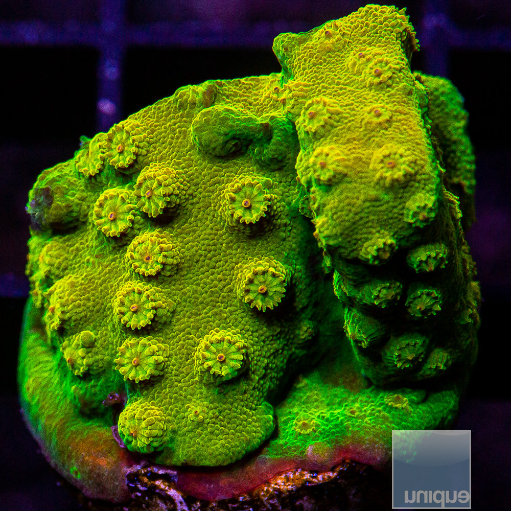 UC Big Bird Cyphastrea-WYSIWYG