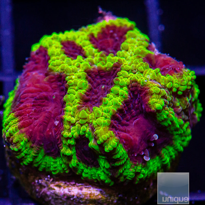 Wolverine Favia-WYSIWYG