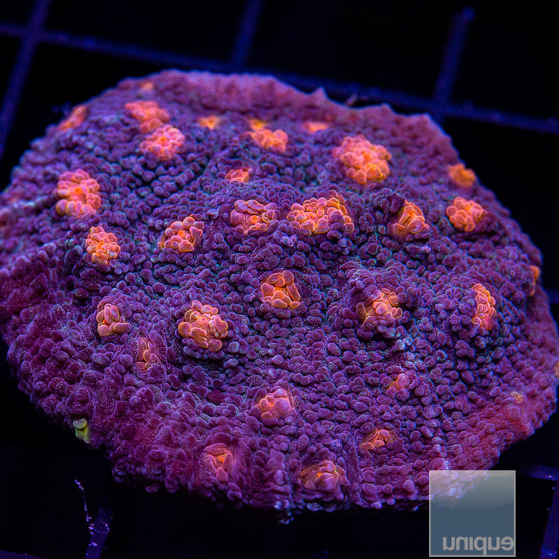 UC Pumpkin Patch Chalice 1.5"-WYSIWYG