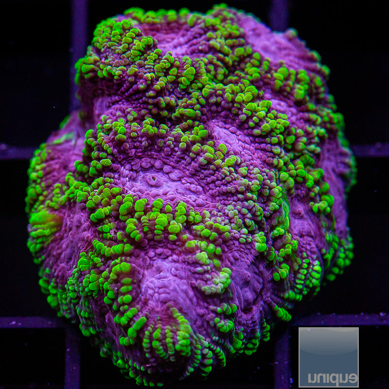 UC Raptor Favia-WYSIWYG