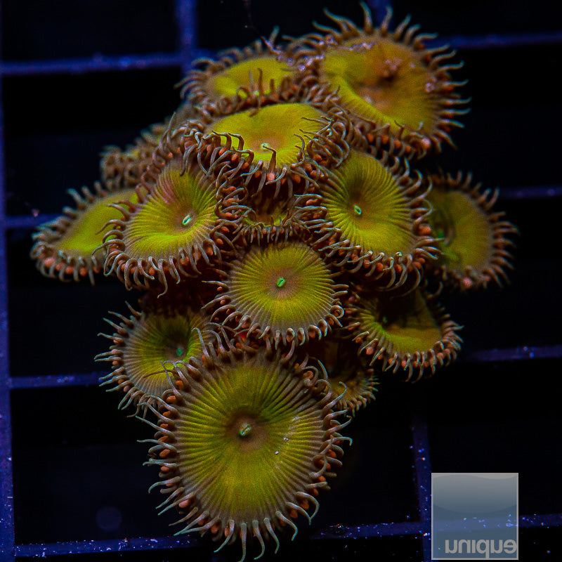 Olive Palythoa Colony-WYSIWYG