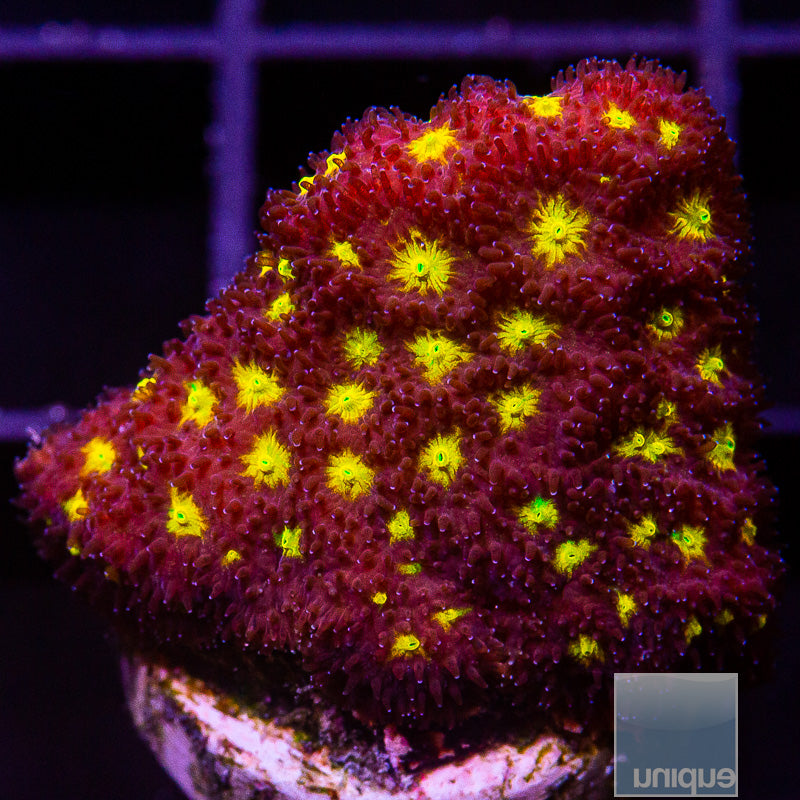 Yellow Eye Psammocora-WYSIWYG