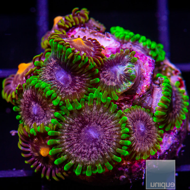 UC Atmosphere Zoanthid Colony-WYSIWYG