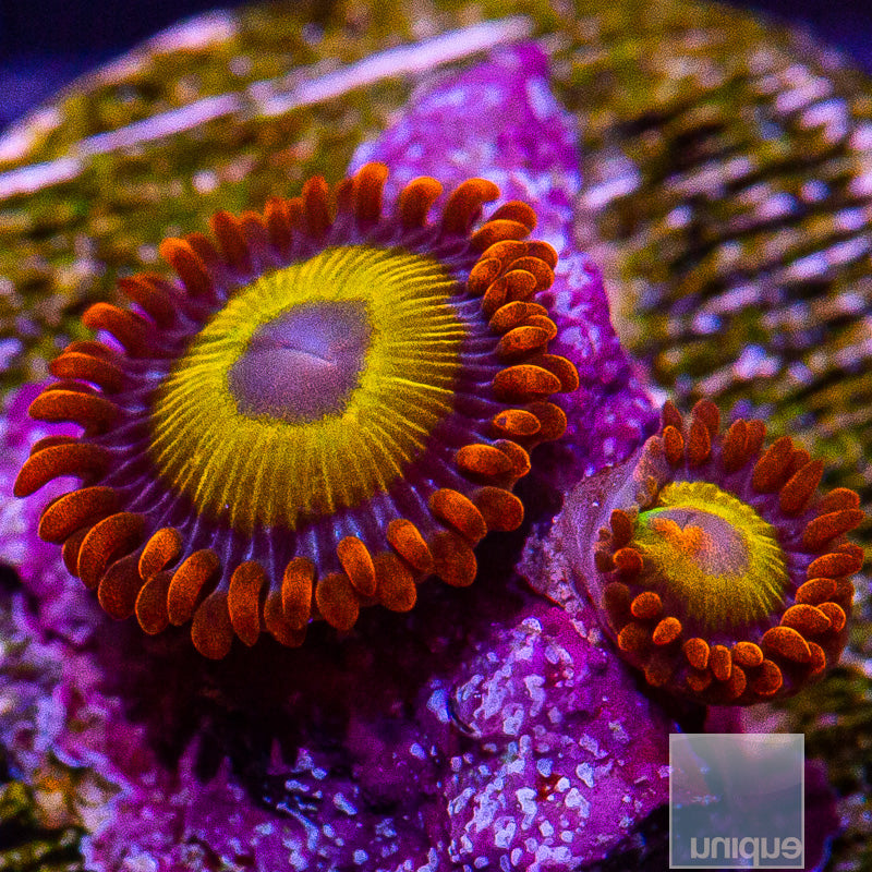 UC Fruit Loops Zoanthid-WYSIWYG