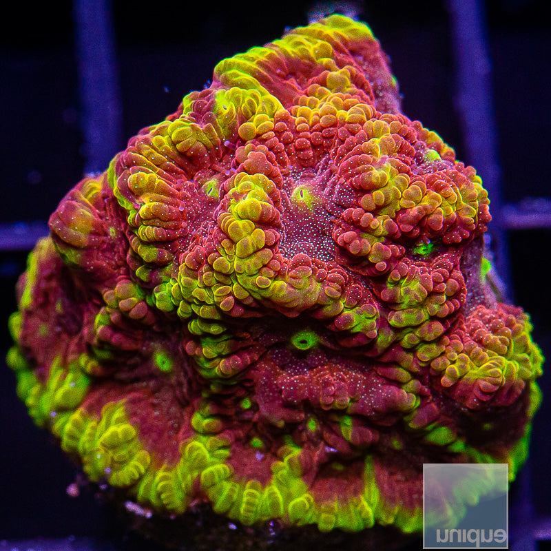 UC Iron Man Favites-WYSIWYG