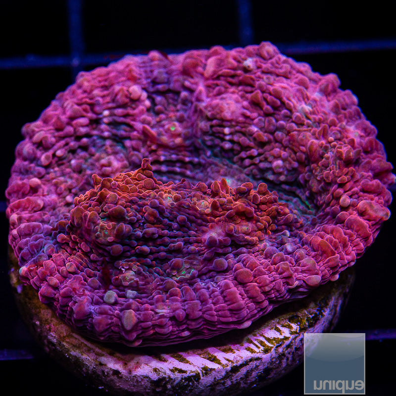 UC Galaxy Chalice-WYSIWYG