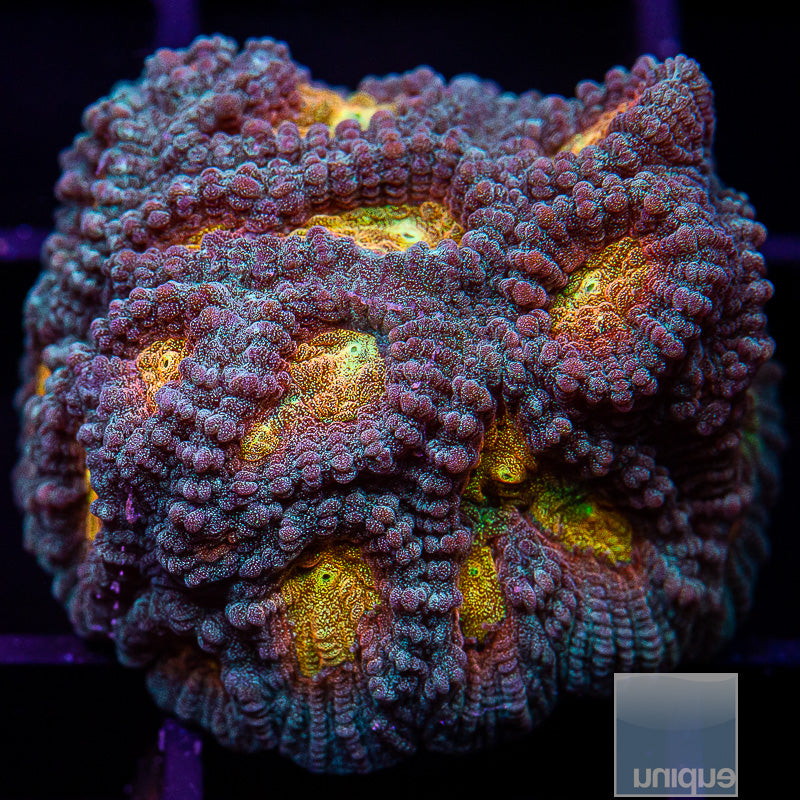 UC Tequila Favia-WYSIWYG