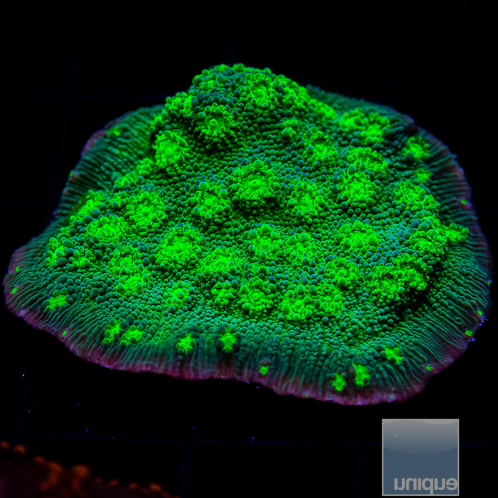 UC Firefly Chalice Chunky Frag-WYSIWYG