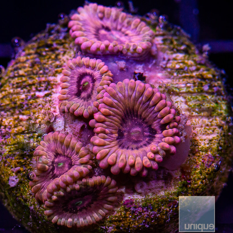 UC Pink Pulsar Zoanthid-WYSIWYG