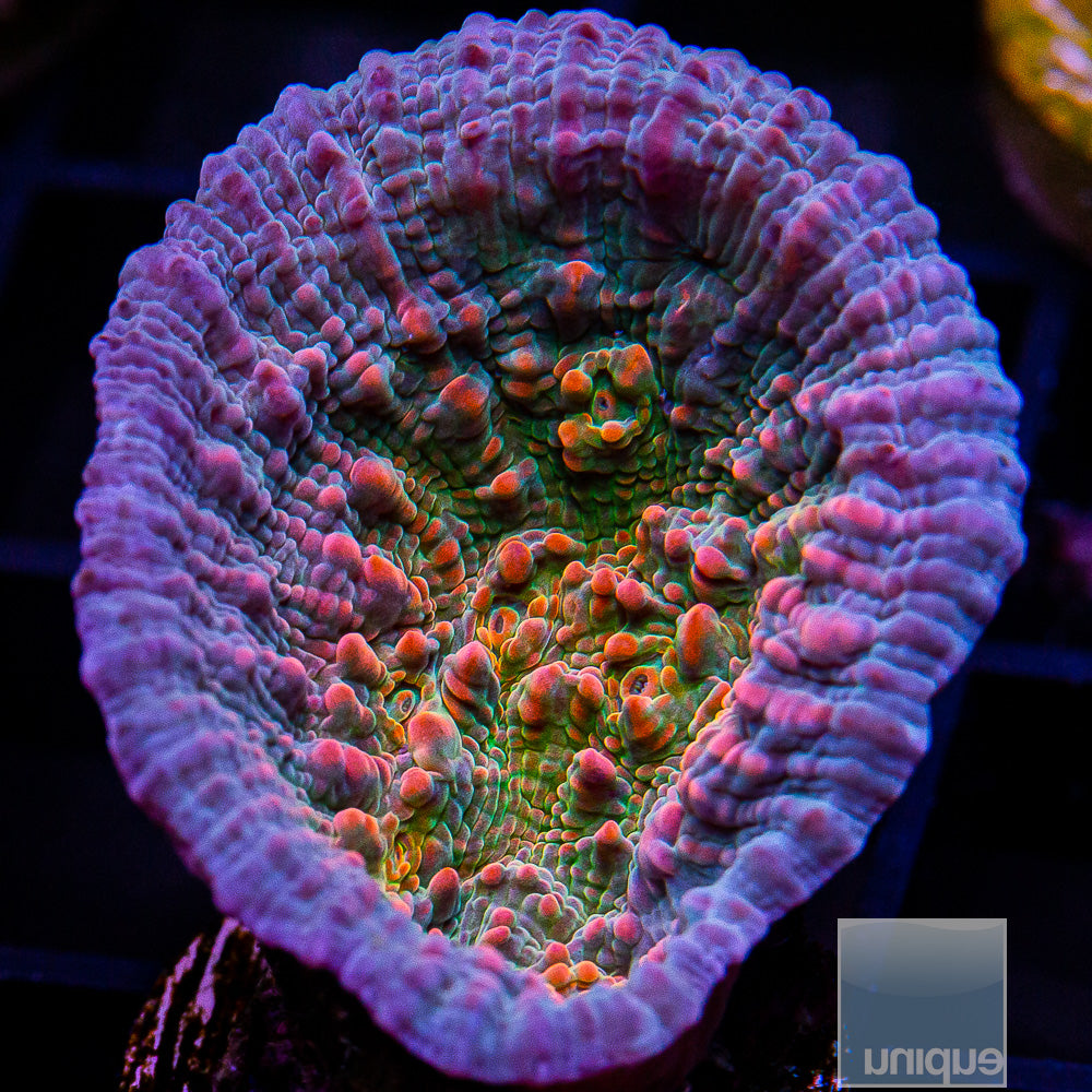 UC Cupping Chalice Frag-WYSIWYG