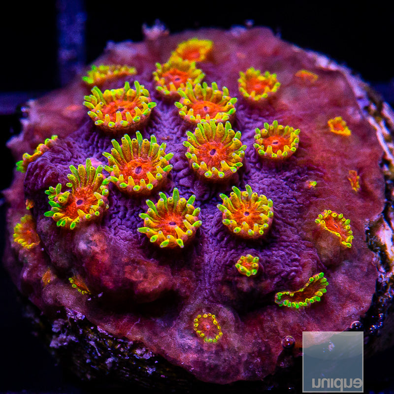 Bizarro Cyphastrea-WYSIWYG