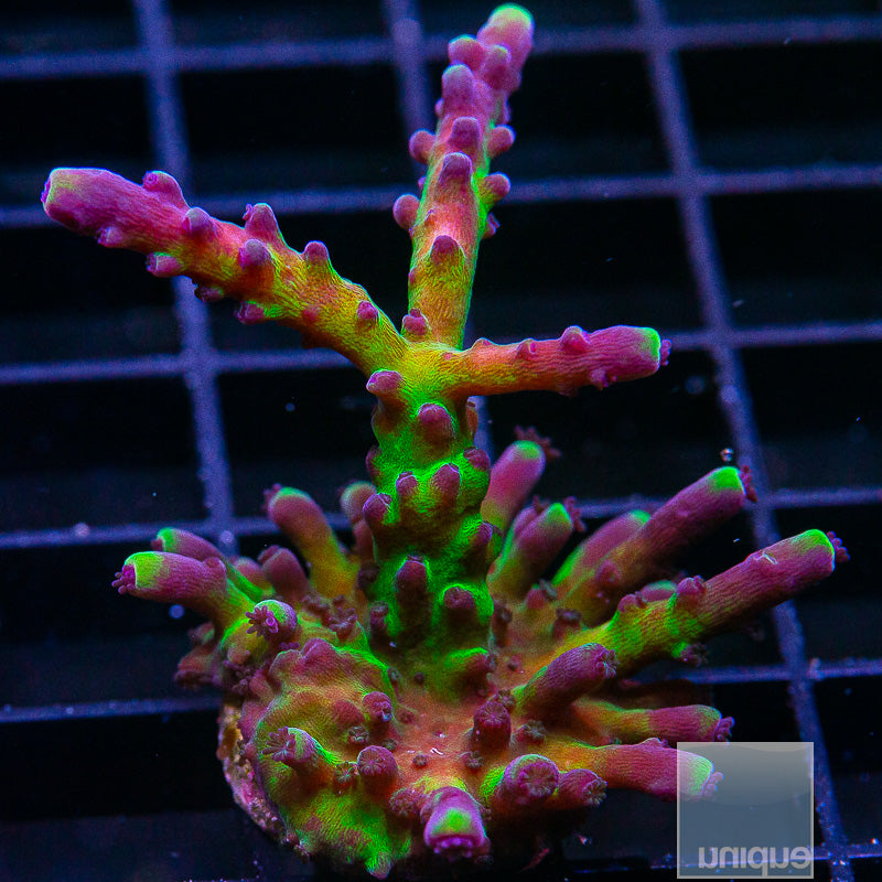 UC Miyagi Tort-WYSIWYG