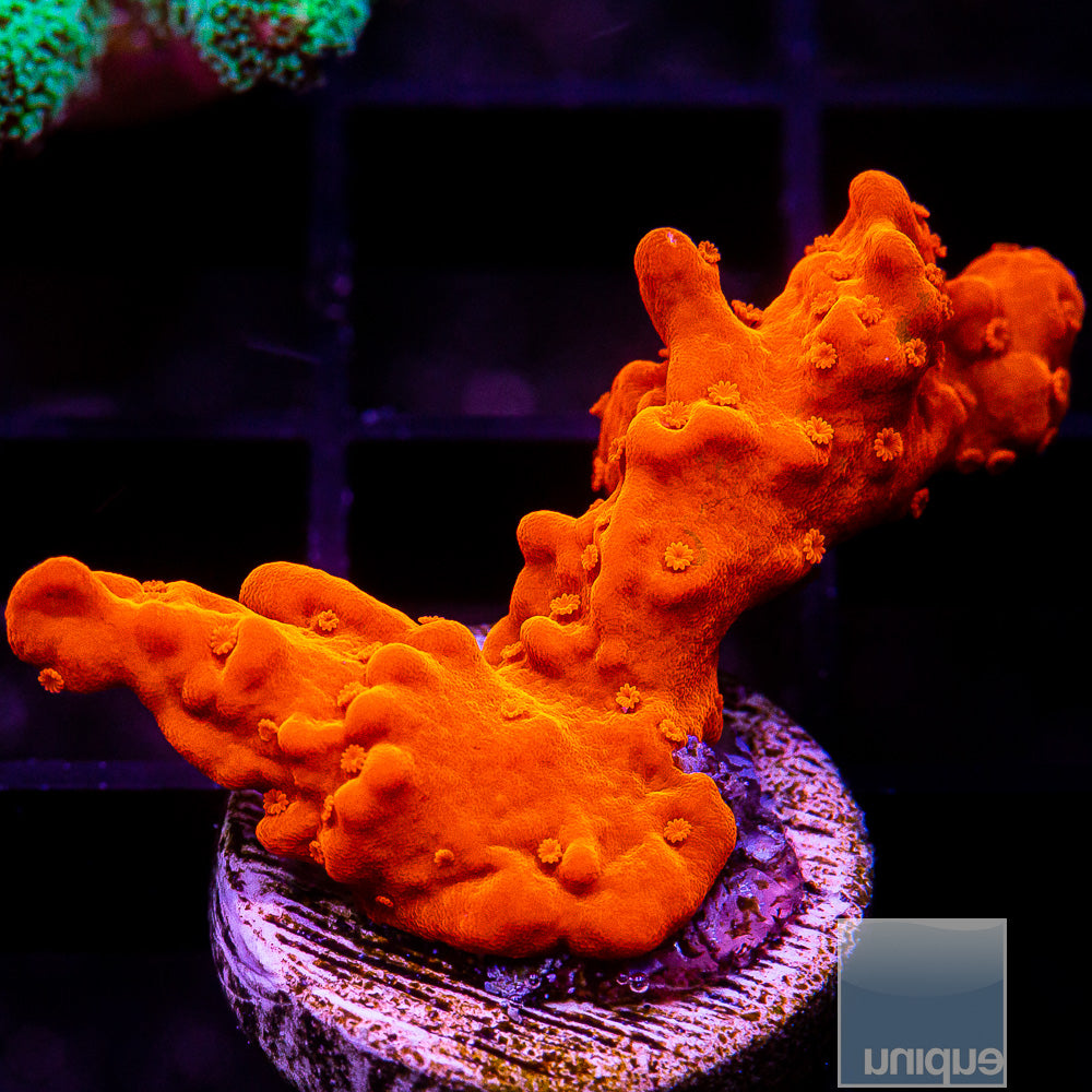 Orange Setosa Frag-WYSIWYG
