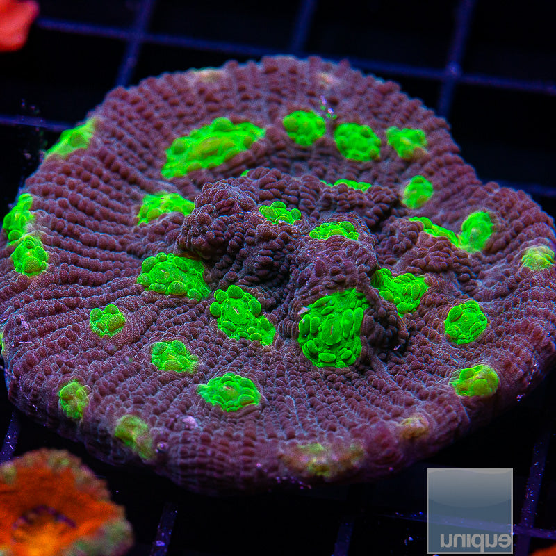 Neon Eye Chalice 2"-WYSIWYG