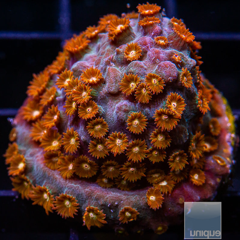 Meteor Shower Cyphastrea-WYSIWYG