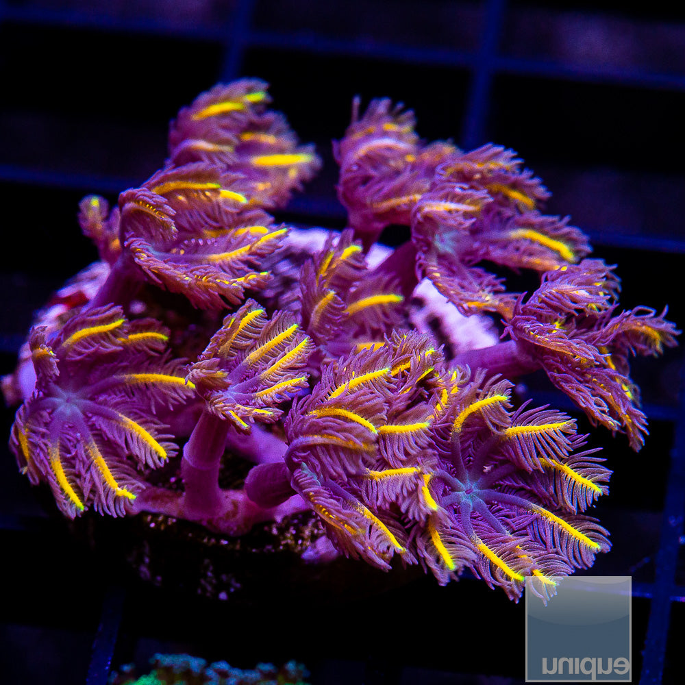 Papaya Clove Polyp Frag-WYSIWYG