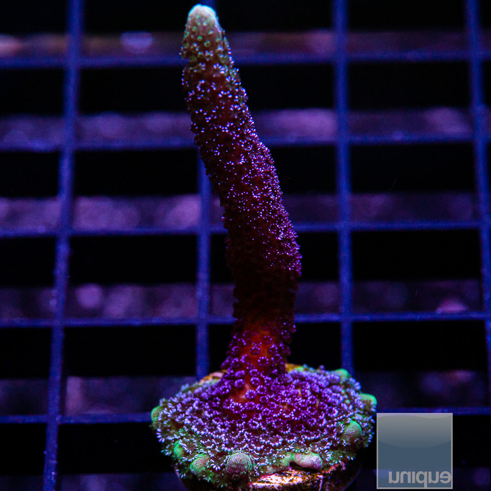 UC Purple Montipora Digi Large Frag-WYSIWYG