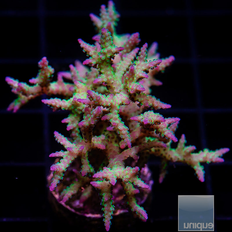 Ponape Birdsnest-WYSIWYG