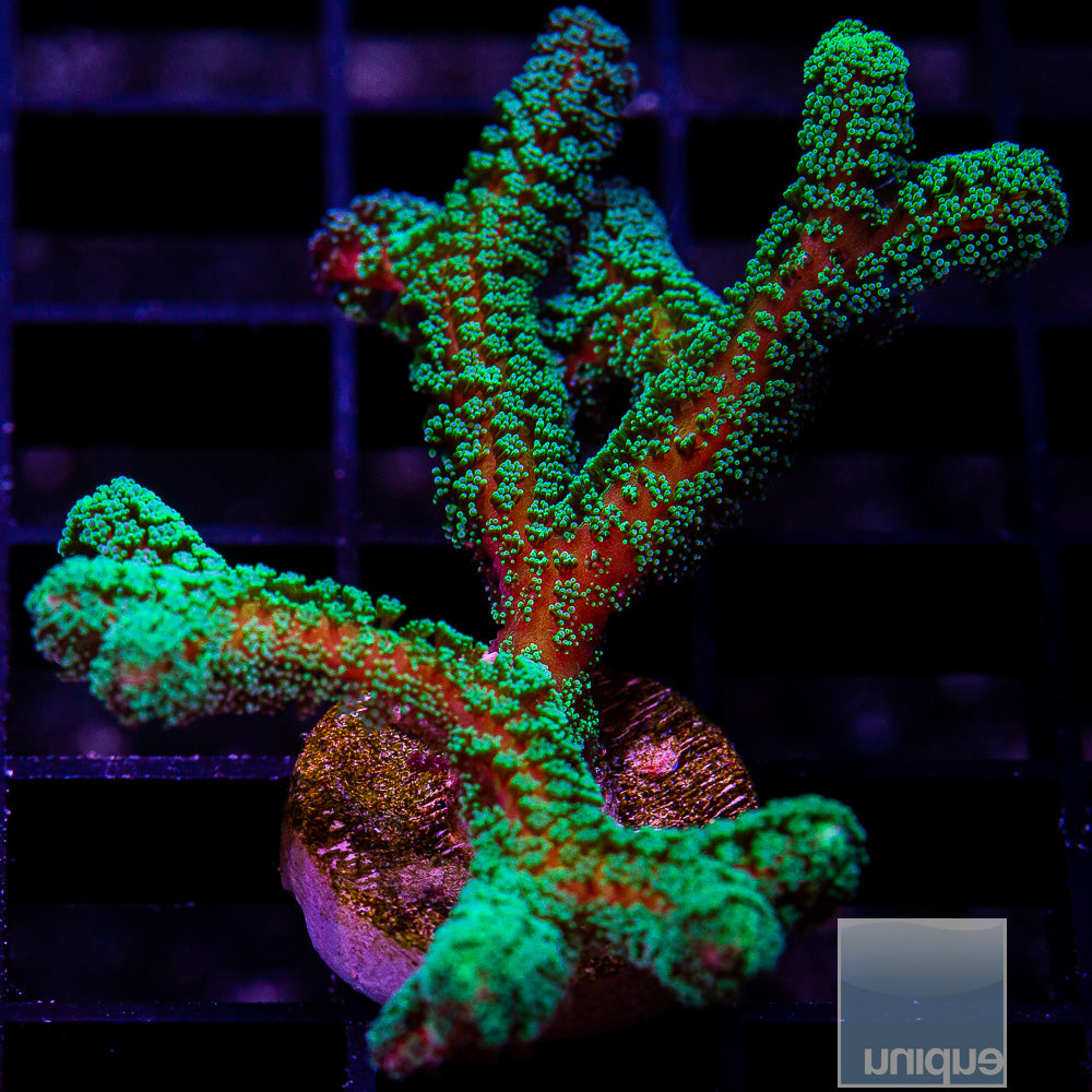 Thick Branched Green Birdsnest Frag-WYSIWYG