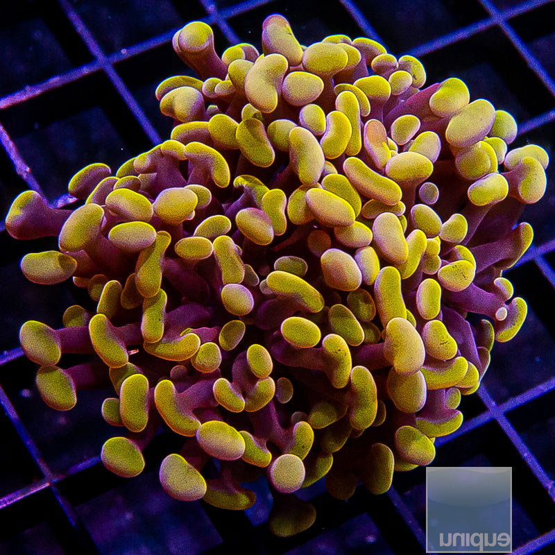 Orange Branching Hammer Triple Head-WYSIWYG