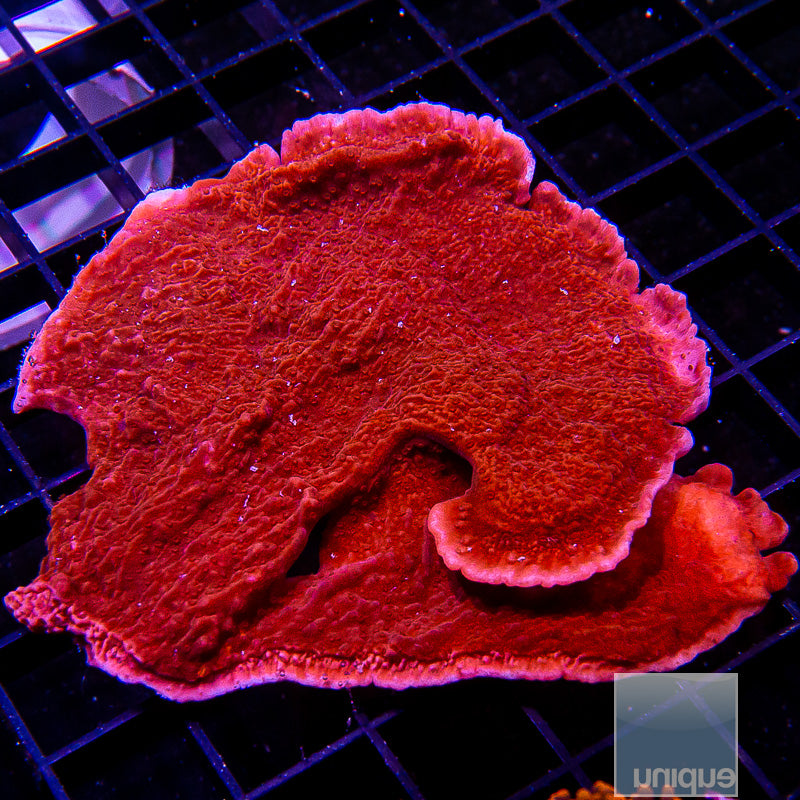 Red Montipora cap 2.5