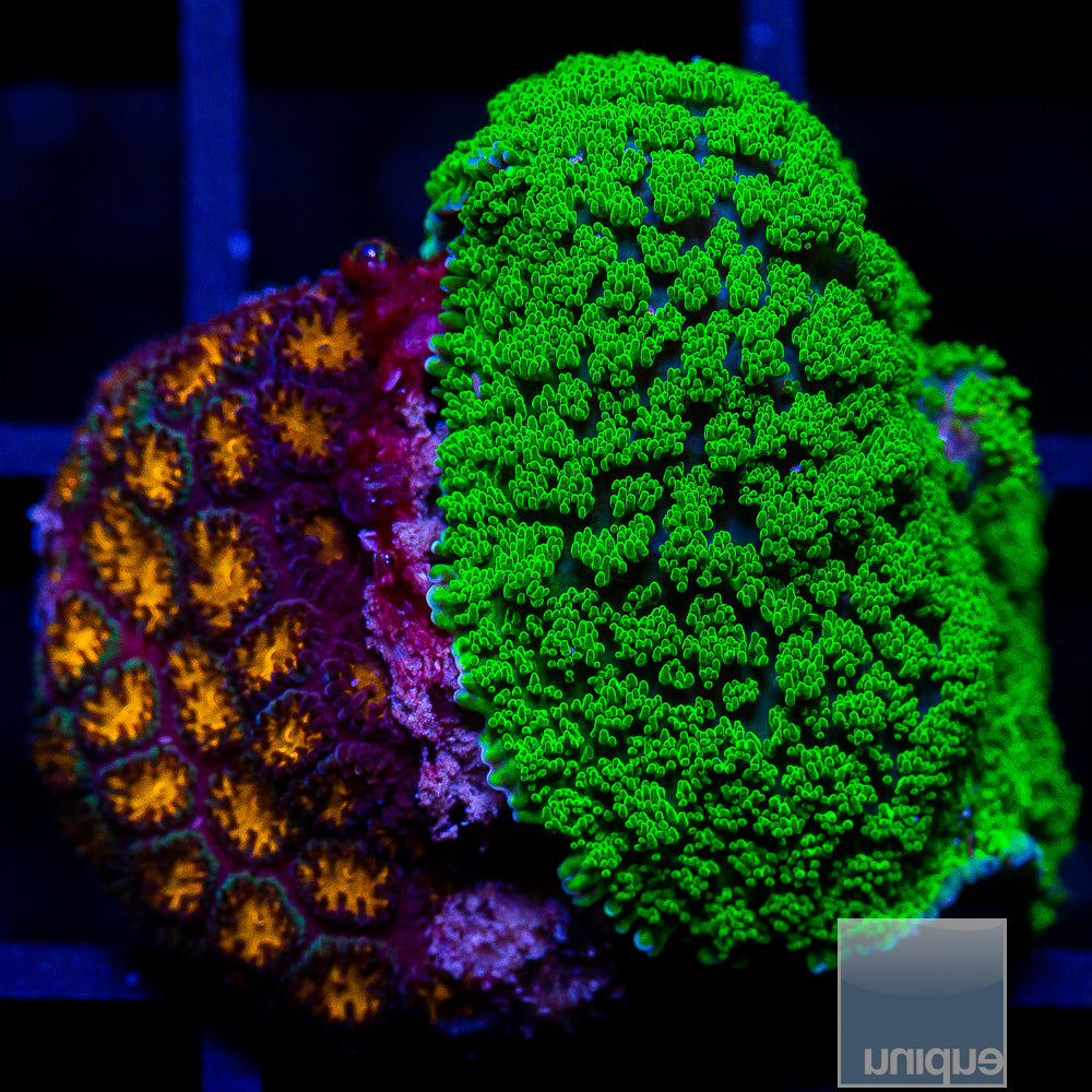 Leptastrea Mushroom Combo Frag-WYSIWYG