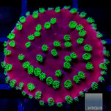 Unique Corals Constellation Turbinaria-Stock