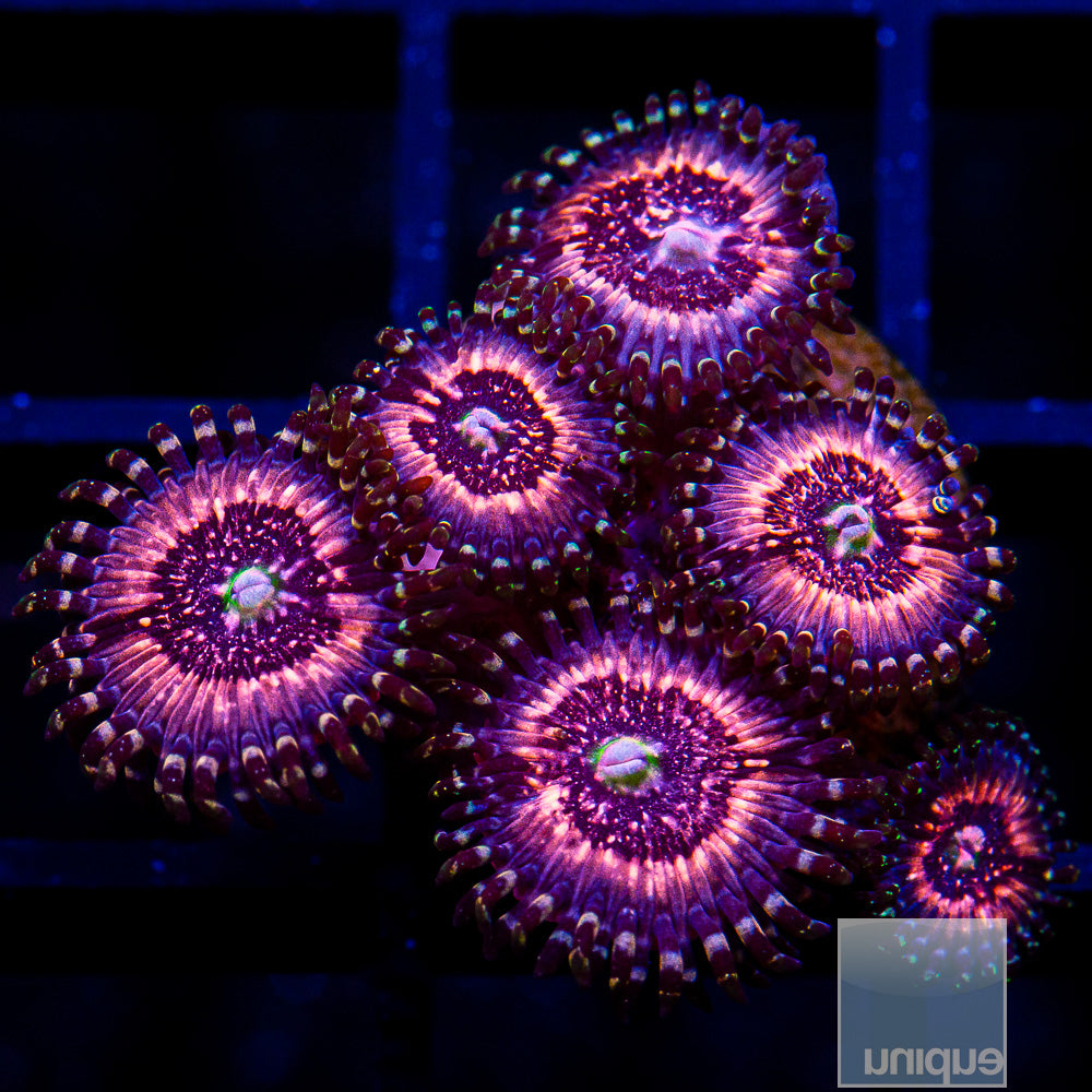 Pink Zipper Zoanthid Frag-WYSIWYG