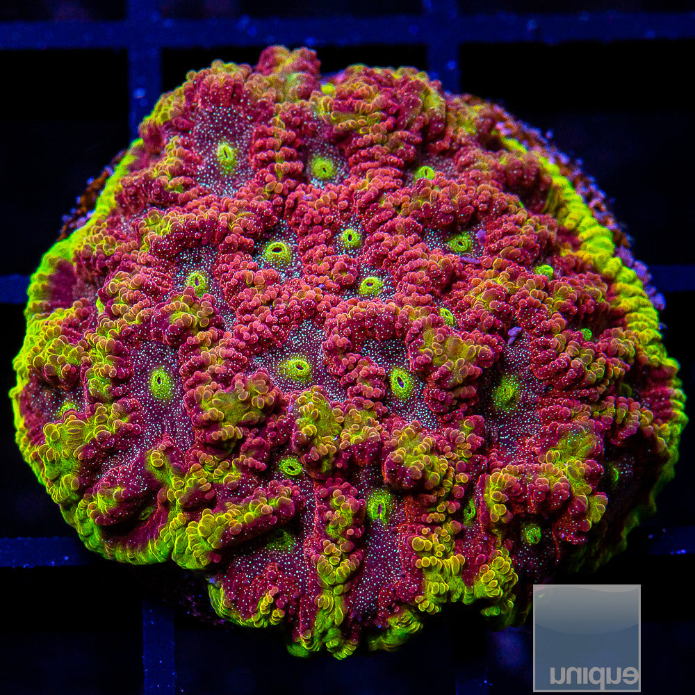 UC Iron Man Favites Chunky Frag-WYSIWYG