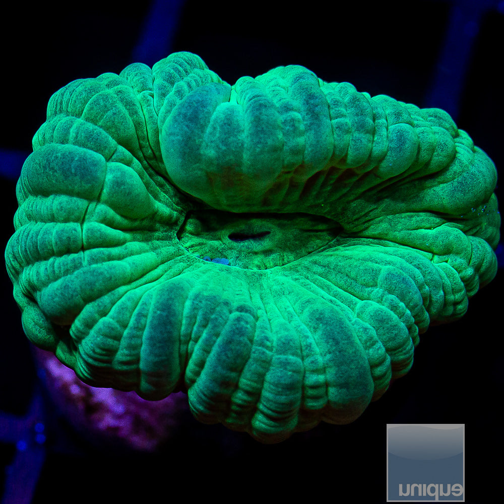 Trumpet Coral Frag-WYSIWYG