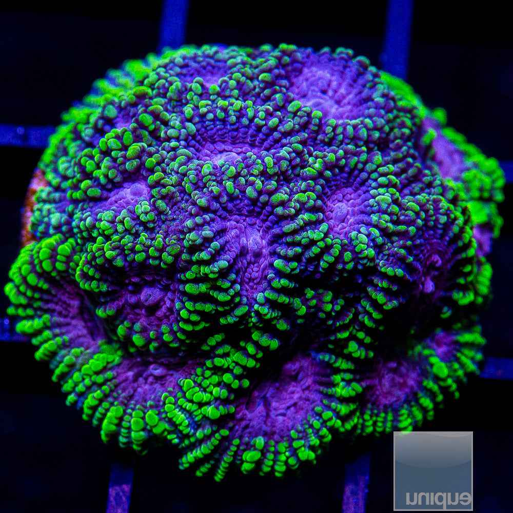 UC Raptor Favia Frag-WYSIWYG
