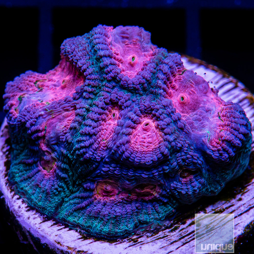 UC Baby's Breath Favia Frag-WYSIWYG