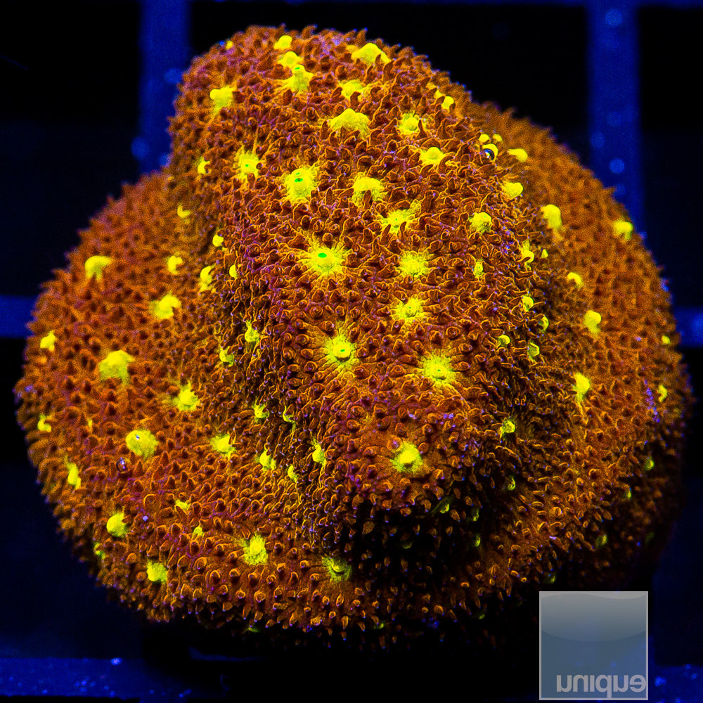 Yellow Eye Psammacora-WYSIWYG