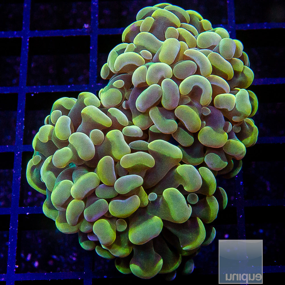 UC Gold Branching Hammer-WYSIWYG