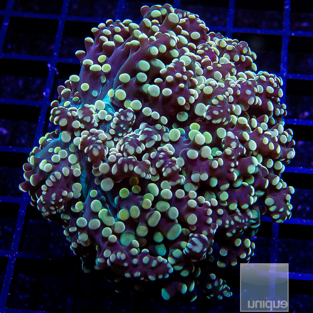 Premium Frogspawn Frag-WYSIWYG