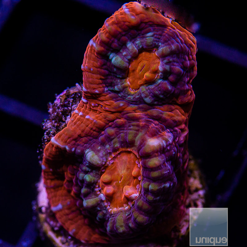 Aussie Ultra Chalice-WYSIWYG