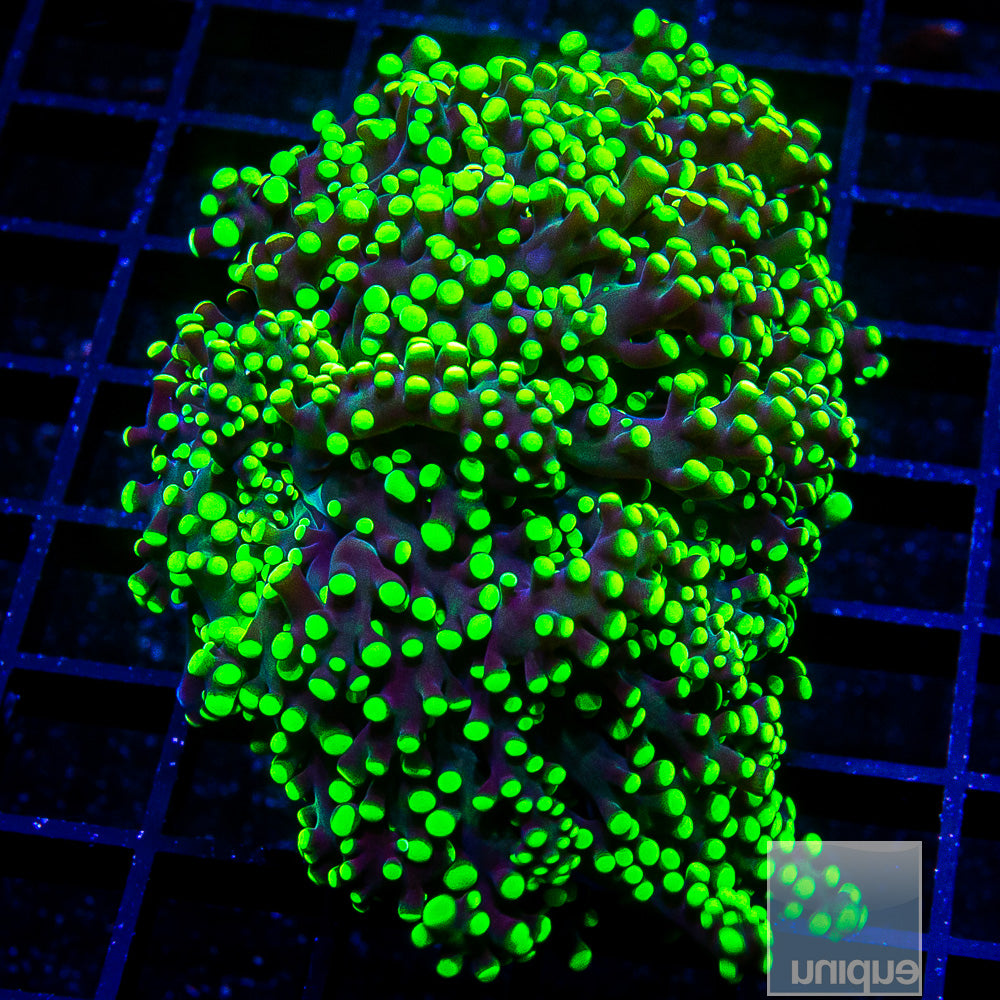 Neon Frogspawn-WYSIWYG