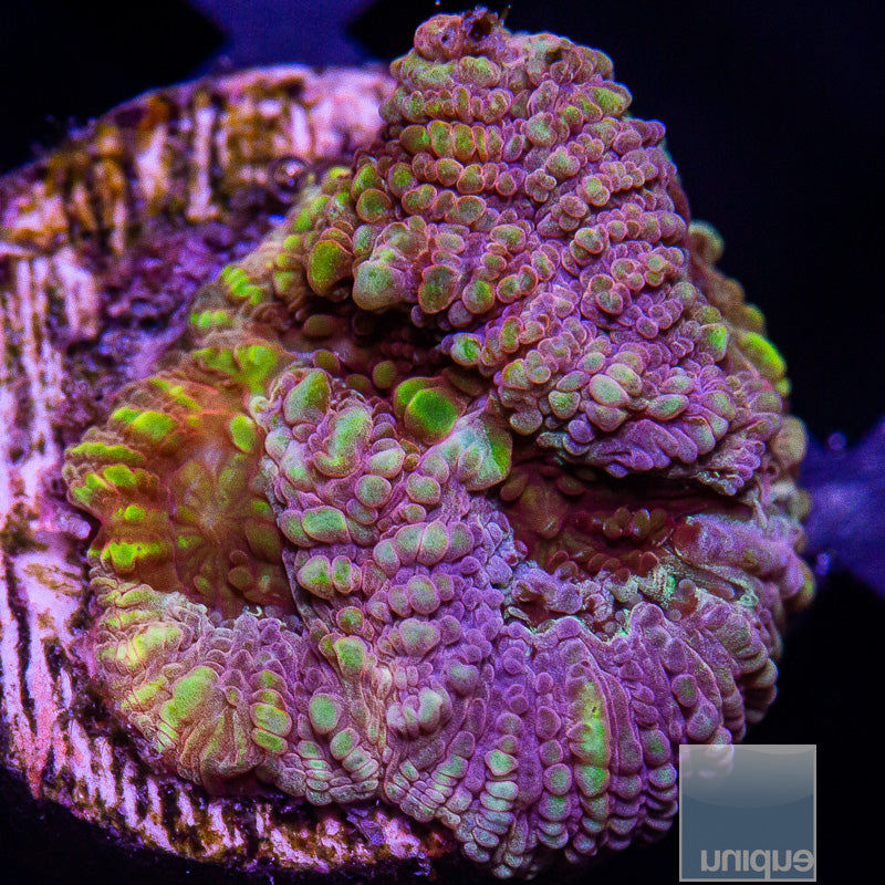 UC Yellow Splatter Favia-WYSIWYG